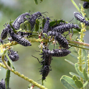 Blister beetles