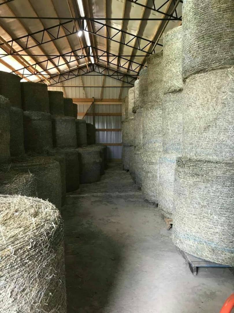 Bermuda hay