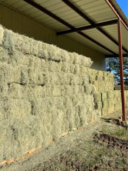 Bermuda grass hay