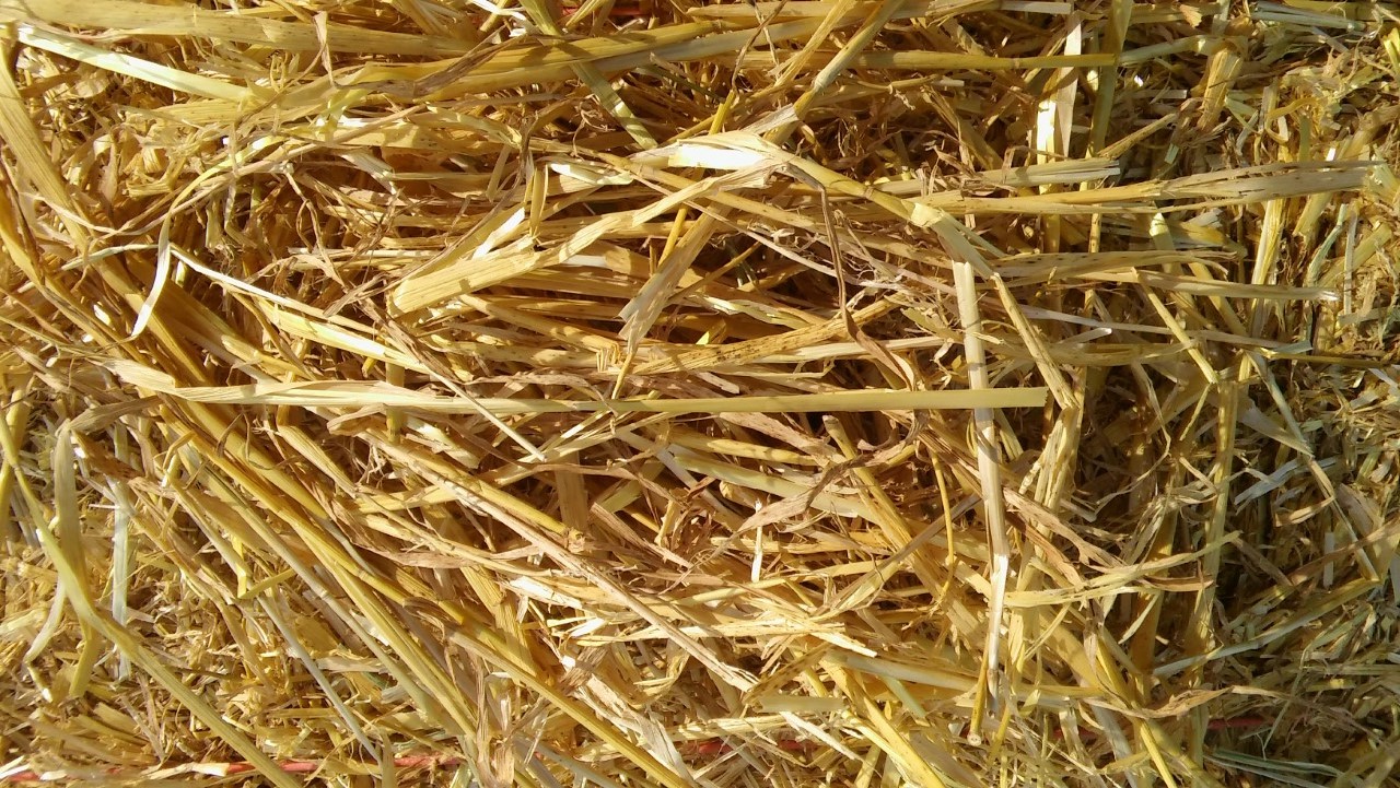 Barley Straw – Medium Bales