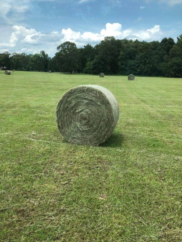 BAHIA GRASS HAY FOR SALE