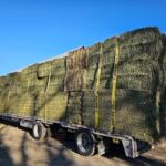 hay for sale
