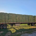 hay for sale