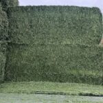 hay for sale