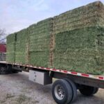 hay for sale