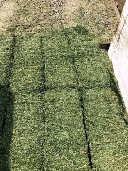 TEFF HAY