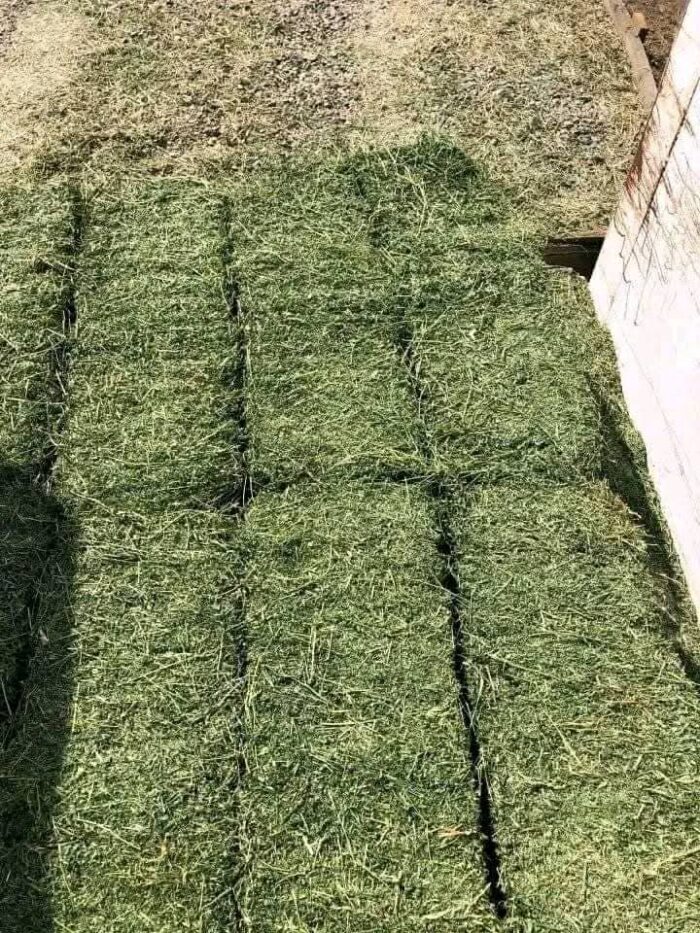 TEFF HAY